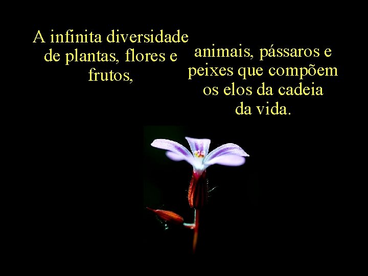 A infinita diversidade de plantas, flores e animais, pássaros e peixes que compõem frutos,