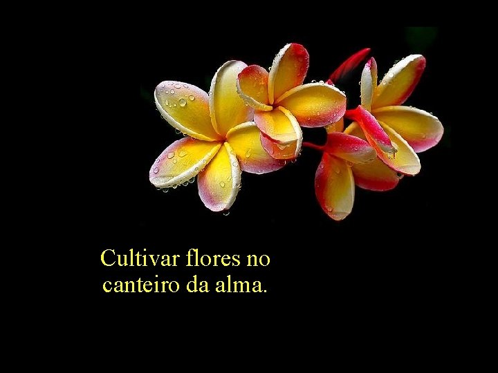 Cultivar flores no canteiro da alma. 