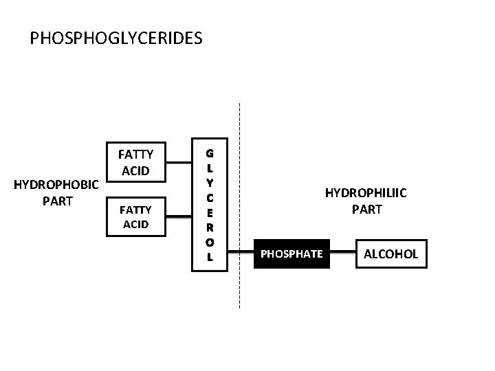 PHOSPHOGLYCERIDES HYDROPHOBIC PART FATTY ACID G L Y C E R O L HYDROPHILIIC