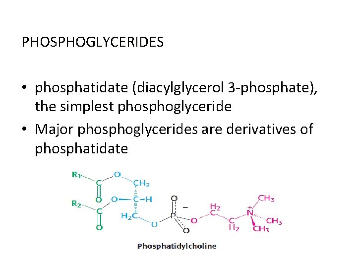 PHOSPHOGLYCERIDES • phosphatidate (diacylglycerol 3 -phosphate), the simplest phosphoglyceride • Major phosphoglycerides are derivatives