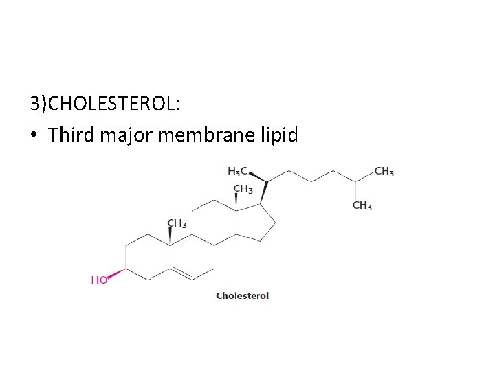 3)CHOLESTEROL: • Third major membrane lipid 