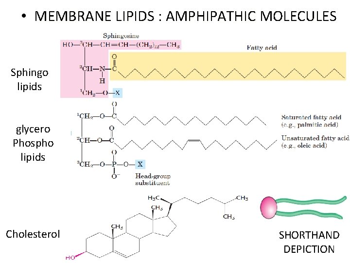  • MEMBRANE LIPIDS : AMPHIPATHIC MOLECULES Sphingo lipids glycero Phospho lipids Cholesterol SHORTHAND