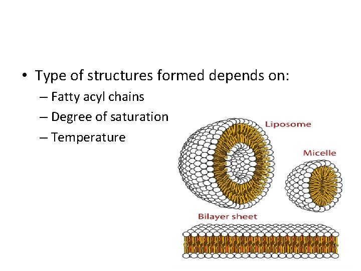  • Type of structures formed depends on: – Fatty acyl chains – Degree