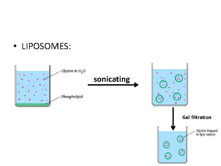 • LIPOSOMES: sonicating Gel filtration 