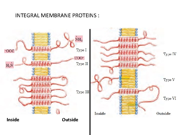 INTEGRAL MEMBRANE PROTEINS : Inside Outside 