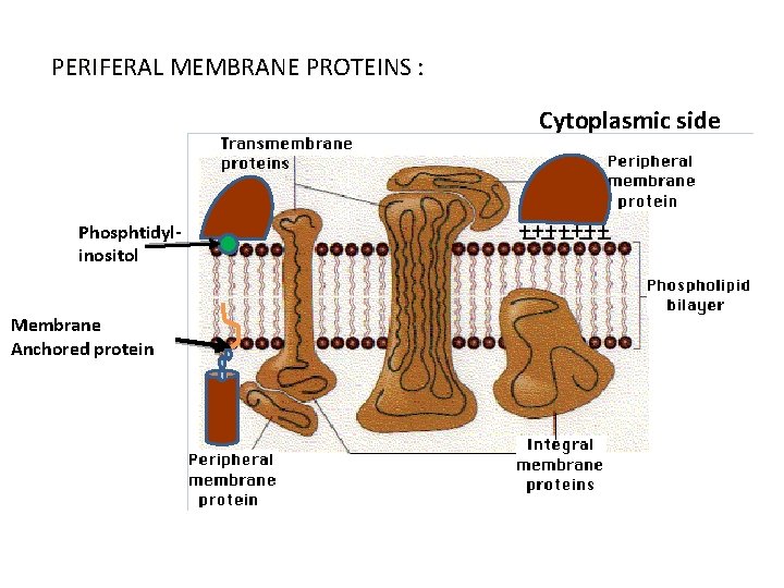 PERIFERAL MEMBRANE PROTEINS : Cytoplasmic side Phosphtidylinositol Membrane Anchored protein _____ +++++++ 