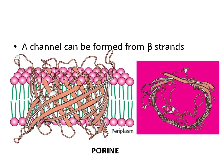  • A channel can be formed from β strands PORINE 