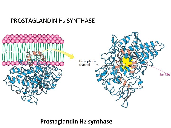 PROSTAGLANDIN H 2 SYNTHASE: Prostaglandin H 2 synthase 