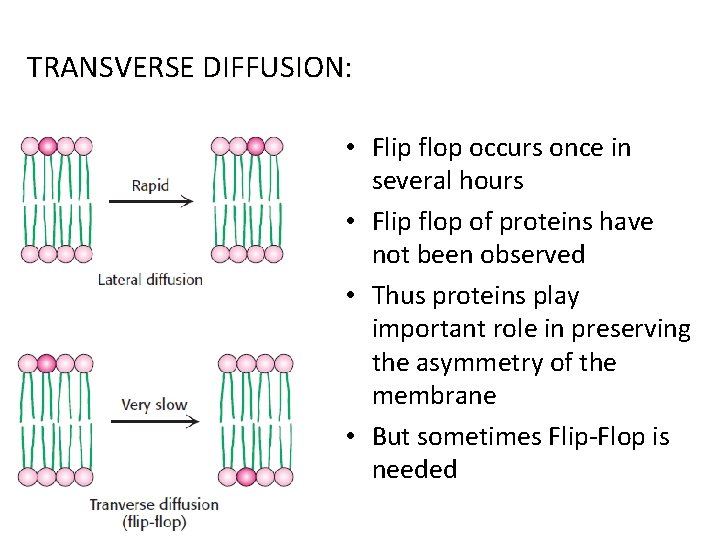 TRANSVERSE DIFFUSION: • Flip flop occurs once in several hours • Flip flop of