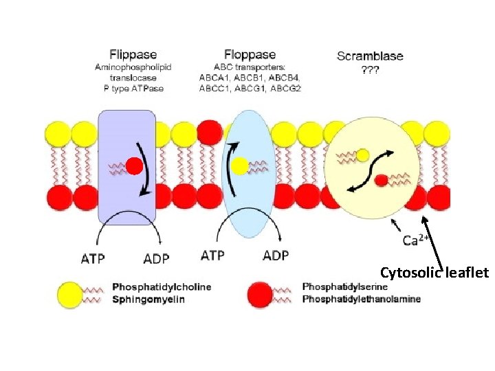 Cytosolic leaflet 