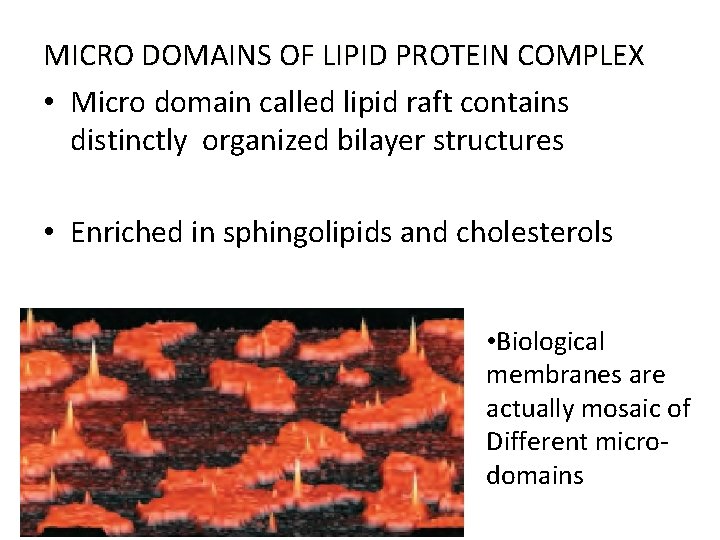 MICRO DOMAINS OF LIPID PROTEIN COMPLEX • Micro domain called lipid raft contains distinctly