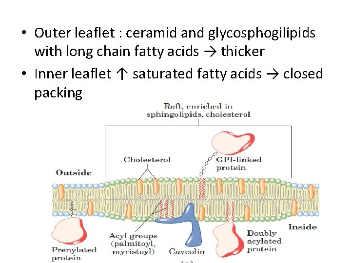  • Outer leaflet : ceramid and glycosphogilipids with long chain fatty acids →