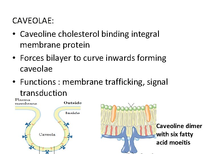 CAVEOLAE: • Caveoline cholesterol binding integral membrane protein • Forces bilayer to curve inwards