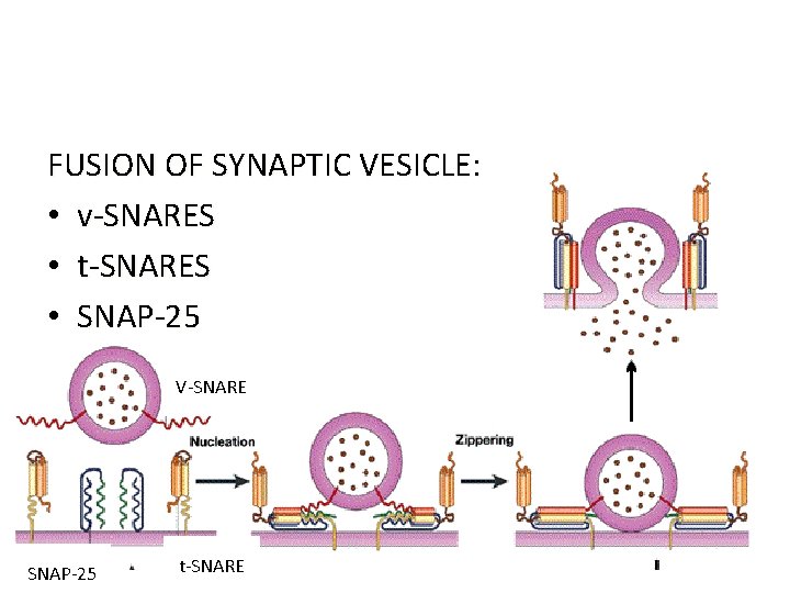 FUSION OF SYNAPTIC VESICLE: • v-SNARES • t-SNARES • SNAP-25 • NSF V-SNARE SNAP-25