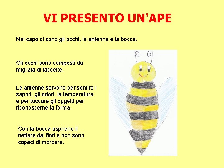 VI PRESENTO UN'APE Nel capo ci sono gli occhi, le antenne e la bocca.