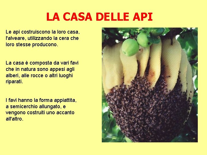 LA CASA DELLE API Le api costruiscono la loro casa, l'alveare, utilizzando la cera