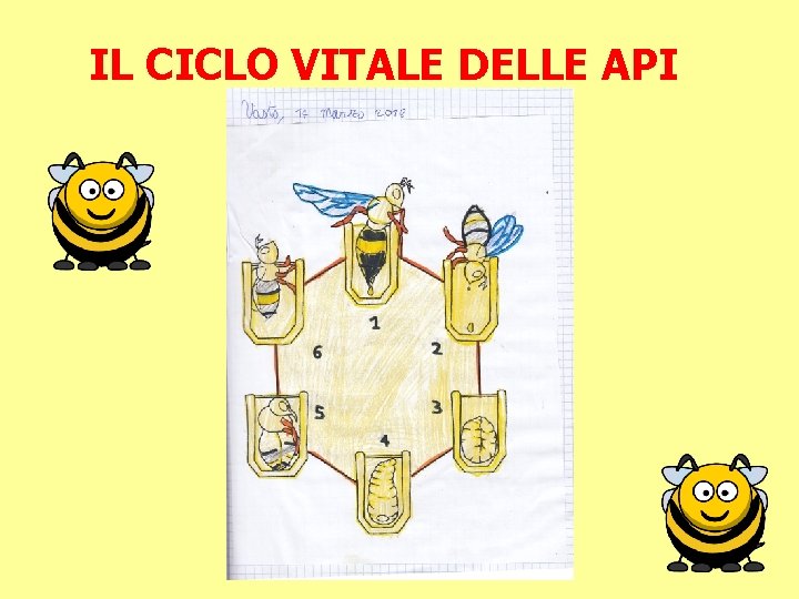 IL CICLO VITALE DELLE API 