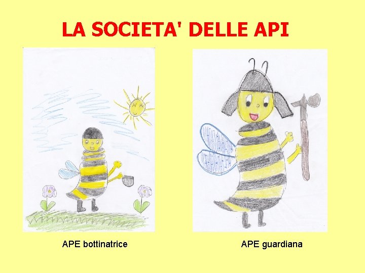 LA SOCIETA' DELLE API APE bottinatrice APE guardiana 