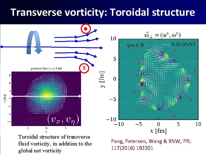 Transverse vorticity: Toroidal structure x Toroidal structure of transverse fluid vorticity, in addition to