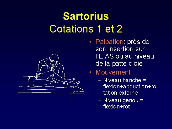 Sartorius Cotations 1 et 2 • Palpation: près de son insertion sur l’EIAS ou
