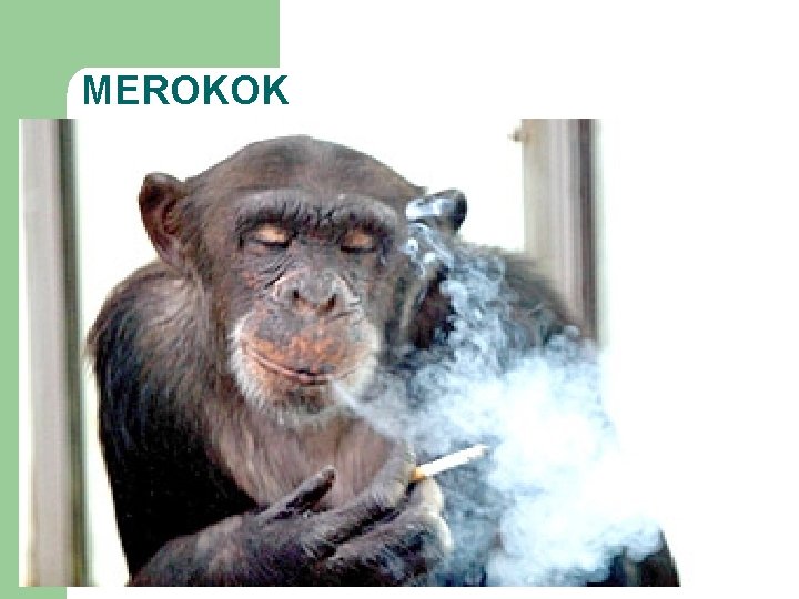 MEROKOK 