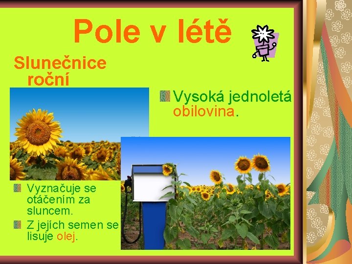 Pole v létě Slunečnice roční Vyznačuje se otáčením za sluncem. Z jejích semen se