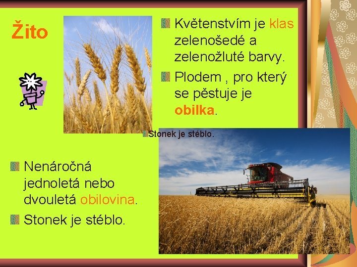 Žito Květenstvím je klas zelenošedé a zelenožluté barvy. Plodem , pro který se pěstuje