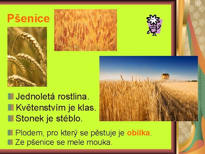 Pšenice Jednoletá rostlina. Květenstvím je klas. Stonek je stéblo. Plodem, pro který se pěstuje