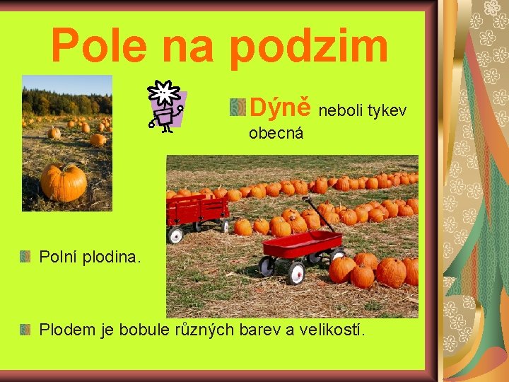 Pole na podzim Dýně neboli tykev obecná Polní plodina. Plodem je bobule různých barev