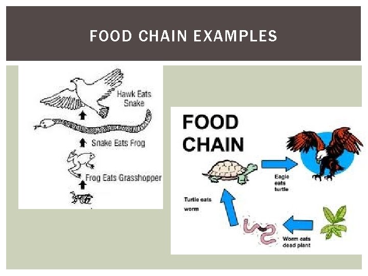 FOOD CHAIN EXAMPLES 
