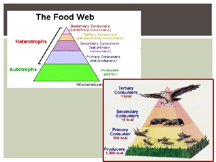 ENERGY FLOW THROUGH ECOSYSTEMS ENERGY FLOW THROUGH ECOSYSTEMS