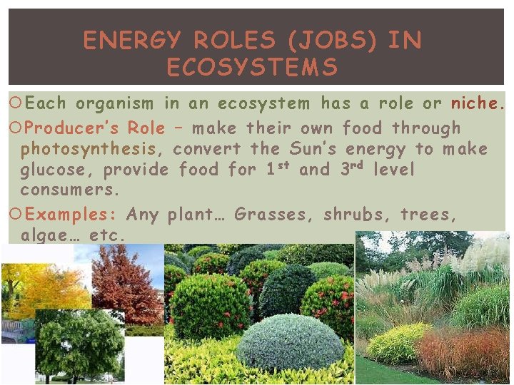 ENERGY ROLES (JOBS) IN ECOSYSTEMS Each organism in an ecosystem has a role or