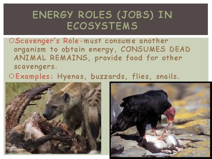 ENERGY ROLES (JOBS) IN ECOSYSTEMS Scavenger’s Role-must consume another organism to obtain energy, CONSUMES ENERGY ROLES (JOBS) IN ECOSYSTEMS Scavenger’s Role-must consume another organism to obtain energy, CONSUMES