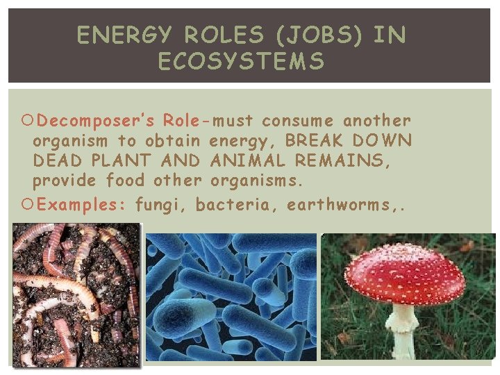 ENERGY ROLES (JOBS) IN ECOSYSTEMS Decomposer’s Role-must consume another organism to obtain energy, BREAK