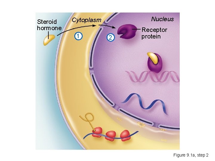 Steroid hormone Nucleus Cytoplasm 1 2 Receptor protein Figure 9. 1 a, step 2