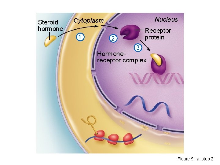 Steroid hormone Nucleus Cytoplasm 1 Receptor protein 2 3 Hormonereceptor complex Figure 9. 1