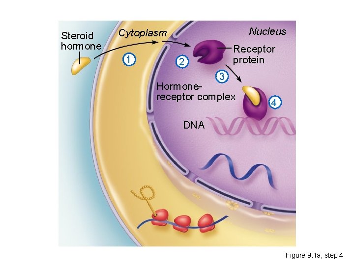 Steroid hormone Nucleus Cytoplasm 1 Receptor protein 2 3 Hormonereceptor complex 4 DNA Figure