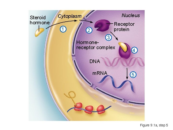 Steroid hormone Nucleus Cytoplasm 1 Receptor protein 2 3 Hormonereceptor complex 4 DNA m.