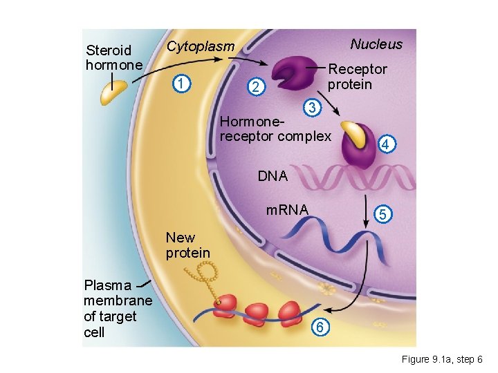 Steroid hormone Nucleus Cytoplasm 1 Receptor protein 2 3 Hormonereceptor complex 4 DNA m.