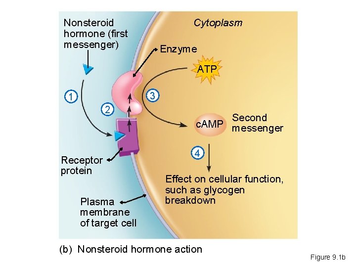 Nonsteroid hormone (first messenger) Cytoplasm Enzyme ATP 3 1 2 Receptor protein Plasma membrane