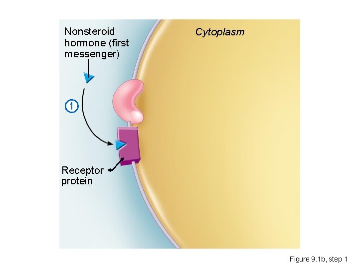 Nonsteroid hormone (first messenger) Cytoplasm 1 Receptor protein Figure 9. 1 b, step 1