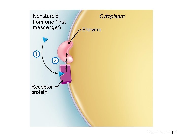 Nonsteroid hormone (first messenger) Cytoplasm Enzyme 1 2 Receptor protein Figure 9. 1 b,