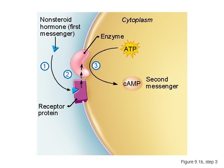 Nonsteroid hormone (first messenger) Cytoplasm Enzyme ATP 3 1 2 Second c. AMP messenger
