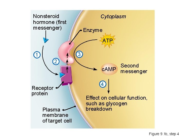 Nonsteroid hormone (first messenger) Cytoplasm Enzyme ATP 3 1 2 Receptor protein Plasma membrane