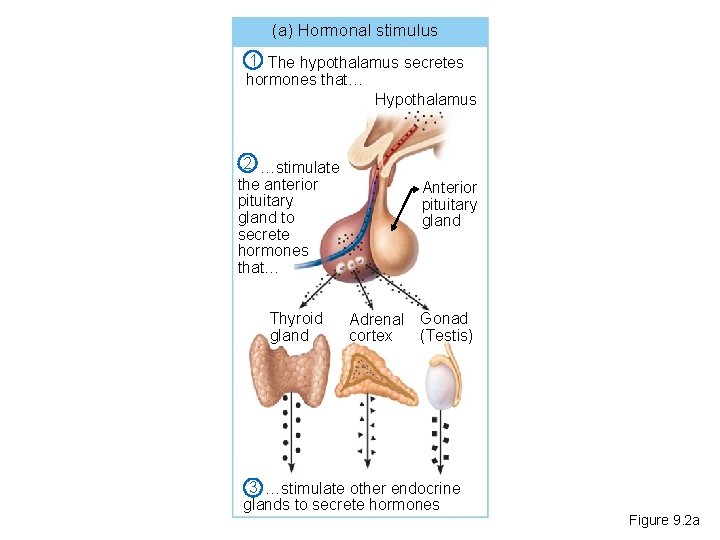 (a) Hormonal stimulus 1 The hypothalamus secretes hormones that… Hypothalamus 2 …stimulate the anterior