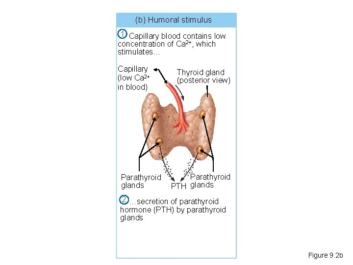 (b) Humoral stimulus 1 Capillary blood contains low concentration of Ca 2+, which stimulates…