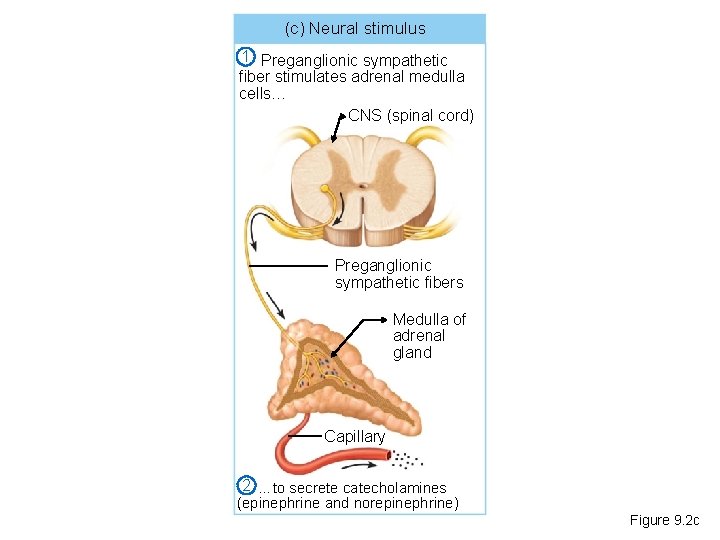 (c) Neural stimulus 1 Preganglionic sympathetic fiber stimulates adrenal medulla cells… CNS (spinal cord)