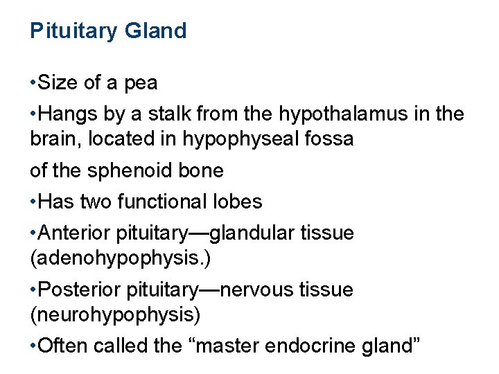 Pituitary Gland • Size of a pea • Hangs by a stalk from the