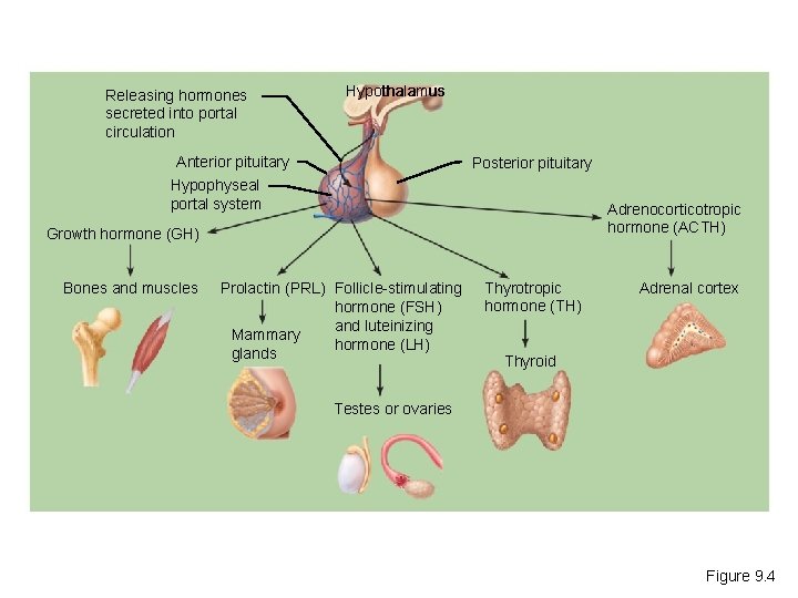 Releasing hormones secreted into portal circulation Hypothalamus Anterior pituitary Posterior pituitary Hypophyseal portal system