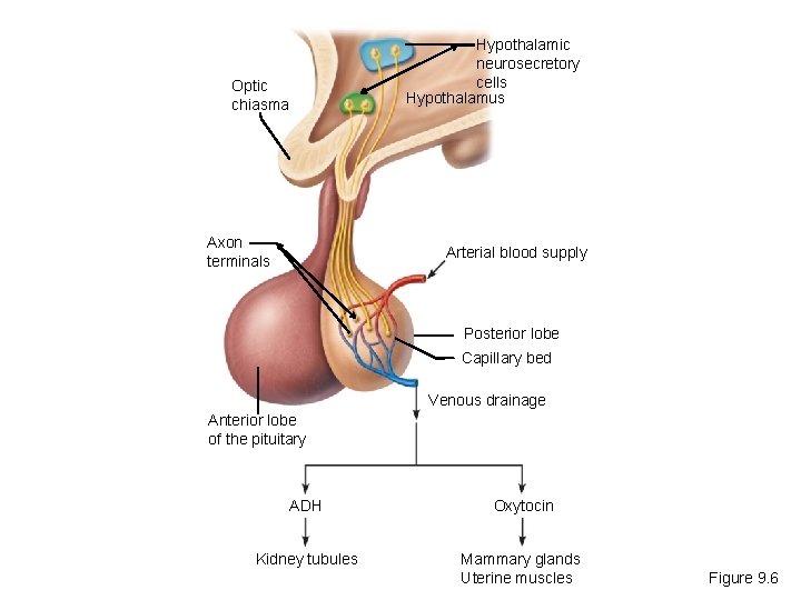 Hypothalamic neurosecretory cells Hypothalamus Optic chiasma Axon terminals Arterial blood supply Posterior lobe Capillary